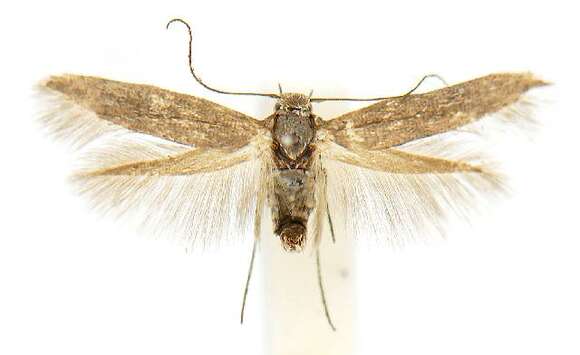 Image of Scythris