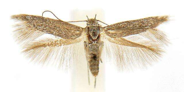 Image of Scythris