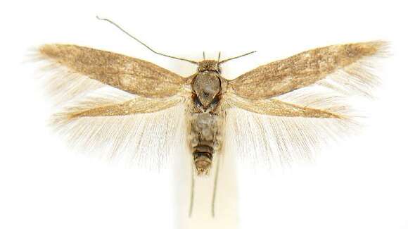 Image of Scythris