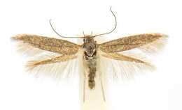 Image of Scythris