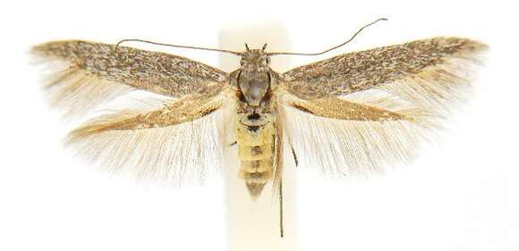 Image of Scythris