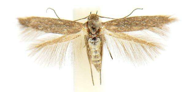 Image of Scythris