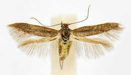 Image of Scythris