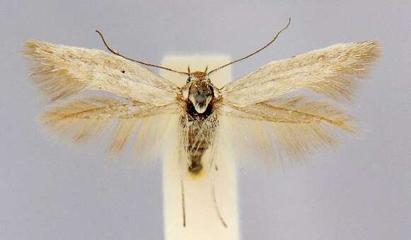 Image of Scythris