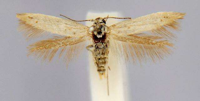 Image of Scythris