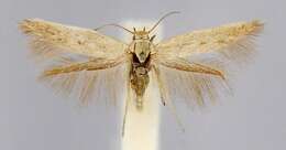 Image of Scythris