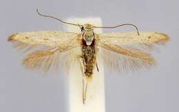 Image of Scythris