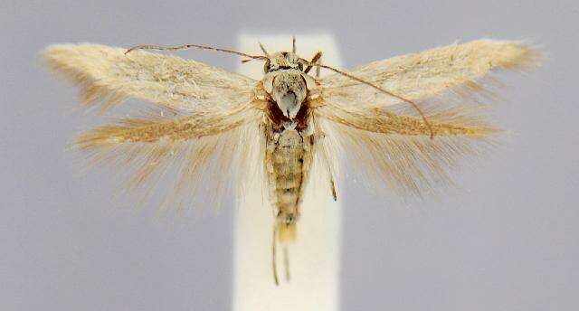 Image of Scythris