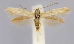 Image of Scythris