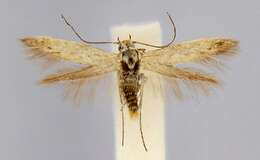 Image of Scythris