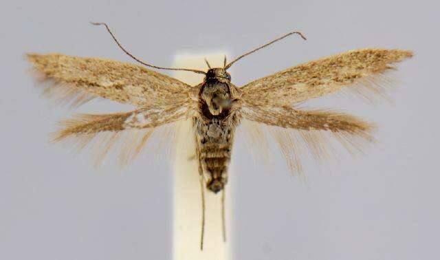 Image of Scythris