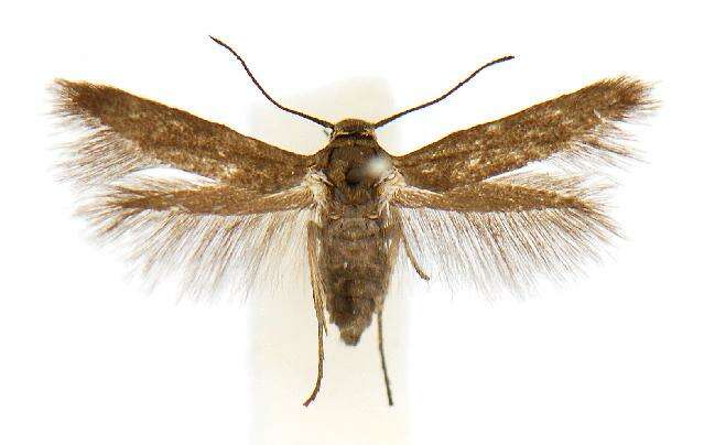 Image of Scythris