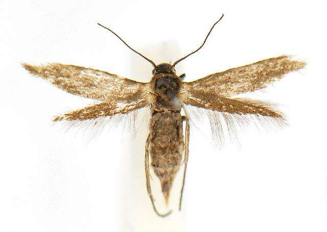 Image of Scythris