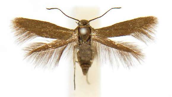 Image of Scythris