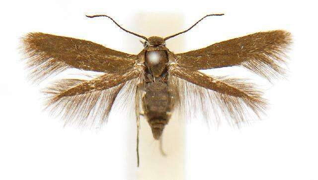 Image of Scythris