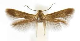 Image of Scythris