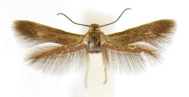 Image of Scythris