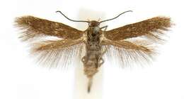 Image of Scythris