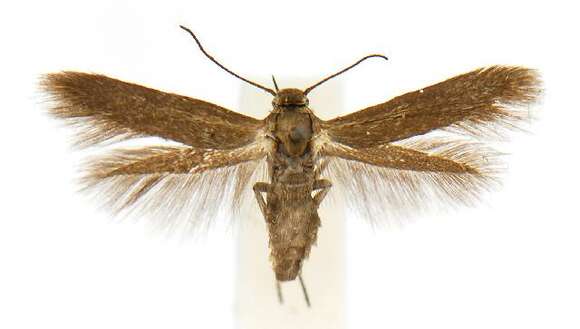 Image of Scythris