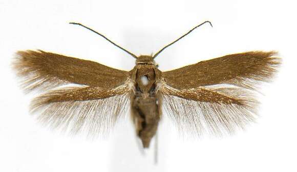 Image of Scythris