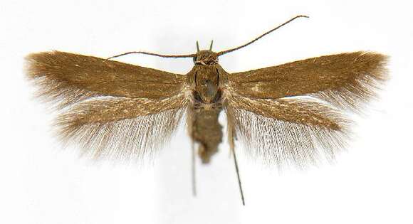 Image of Scythris