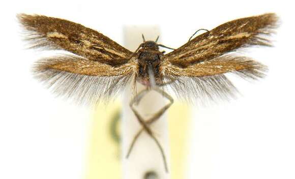 Image of Scythris