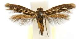 Image of Scythris