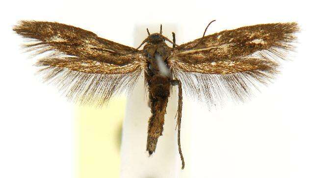 Image of Scythris