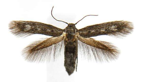 Image of Scythris