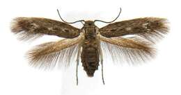 Image of Scythris