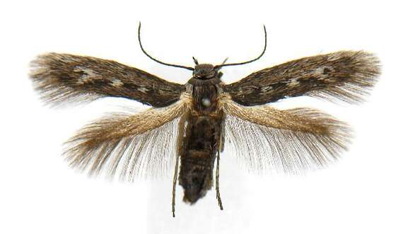 Image of Scythris