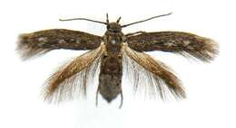 Image of Scythris