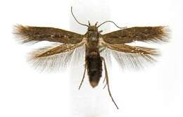 Image of Scythris