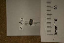 Image of Armadillidium Brandt 1831