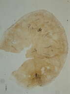 Image of Parthenolecanium