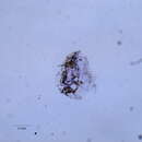 صورة Eulecaniinae