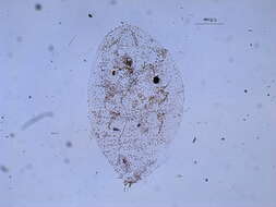 Image of Acanthococcus