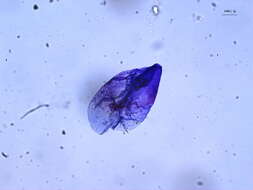 Image of Coccus