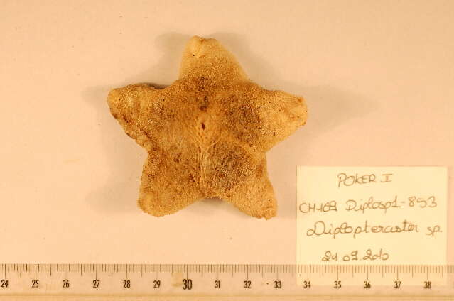 Diplopteraster Verrill 1880 resmi