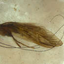 Image of Aethaloptera dispar Brauer 1875