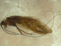 Image of Aethaloptera dispar Brauer 1875