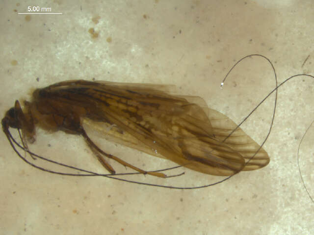 Aethaloptera dispar Brauer 1875 resmi