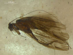 Aethaloptera resmi