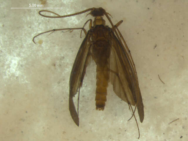 Image of Anisocentropus (Anisocentropus) usambarensis Ulmer 1908