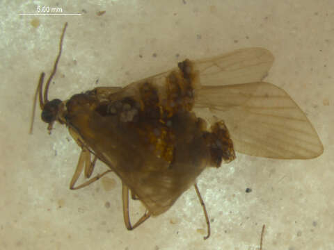 Image of Hydropsychoidea