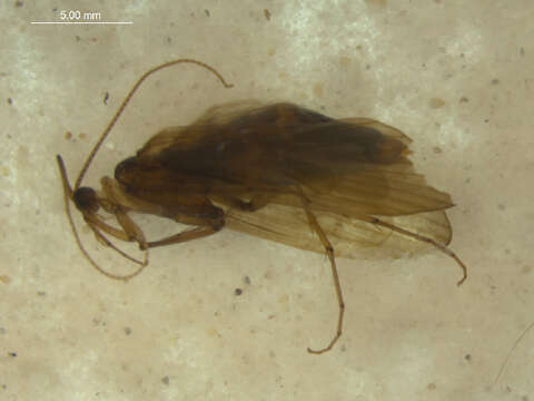 Image of Hydropsychoidea