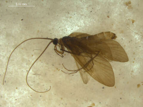 Image of Hydropsychoidea