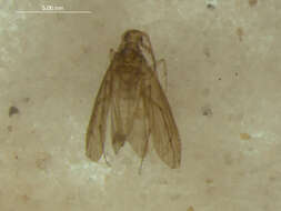 Sivun Ecnomidae kuva
