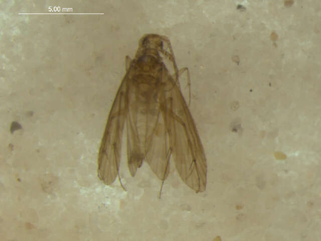Sivun Ecnomidae kuva