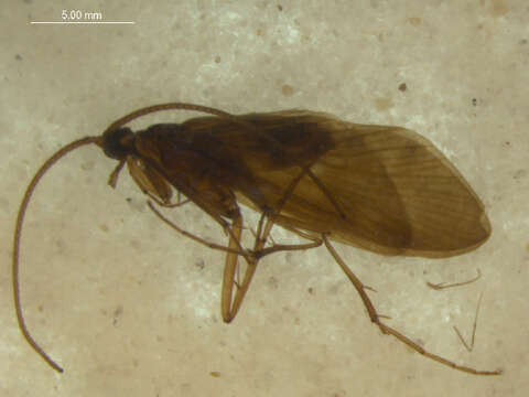 Image of Hydropsychoidea